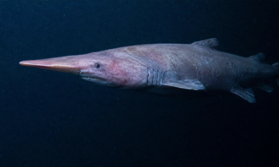 Pesquisadores flagram um tubarão-duende vivo pela primeira vez em seu habitat natural, e o que apareceu nas profundezas surpreendeu cientistas