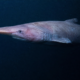 Pesquisadores flagram um tubarão-duende vivo pela primeira vez em seu habitat natural, e o que apareceu nas profundezas surpreendeu cientistas