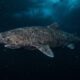 Cientistas fazem descoberta histórica: tubarão de 399 anos, nascido em 1627, é localizado no Oceano Ártico