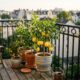 O truque simples que quase ninguém te conta para ter frutas na varanda do apartamento