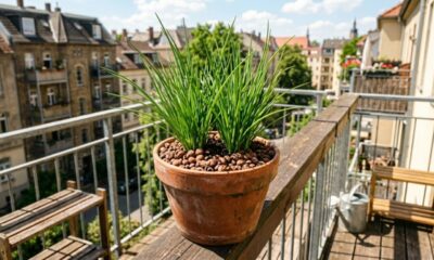 O que colocar antes de plantar cebolinha no vaso para ela durar mais e crescer com folhas fortes