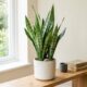 5 plantas indestrutíveis perfeitas para decorar a casa de quem não tem tempo