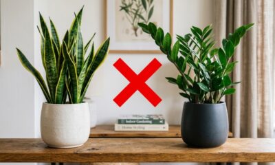 Nem espada-de-são-jorge, nem zamioculca: essa planta florida para varanda é perfeita para quem quer mais cor