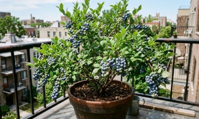 Como plantar a fruta anti-envelhecimento que custa uma fortuna no mercado
