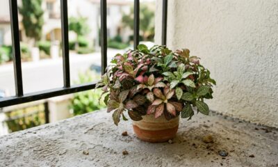 A planta perfeita para varandas pequenas que mistura folhas verdes, rosas e brancas e deixa o vaso com aparência de jardim colorido