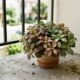 A planta perfeita para varandas pequenas que mistura folhas verdes, rosas e brancas e deixa o vaso com aparência de jardim colorido