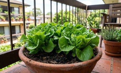 O método mais simples para cultivar alface em casa durante o ano todo e colher folhas sempre frescas