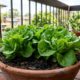 O método mais simples para cultivar alface em casa durante o ano todo e colher folhas sempre frescas