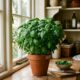 Como plantar a erva aromática que está virando febre e economizar no mercado