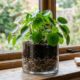 O que colocar no fundo do vaso antes de plantar para ver as folhas explodirem?