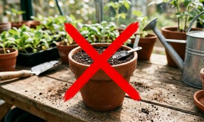 Adeus sementes: mudas infinitas que podem multiplicar suas plantas usando apenas um galho
