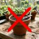 Adeus sementes: mudas infinitas que podem multiplicar suas plantas usando apenas um galho
