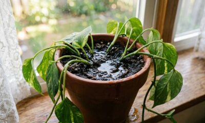 Se a água no vaso está demorando para sumir, a sua planta pode estar correndo perigo de morte