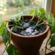 Se a água no vaso está demorando para sumir, a sua planta pode estar correndo perigo de morte