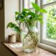 As plantas de interior que crescem na água e deixam qualquer canto da casa mais bonito sem esforço