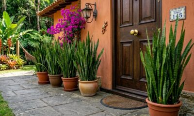 As 3 plantas que você deve colocar logo na entrada da casa para atrair proteção