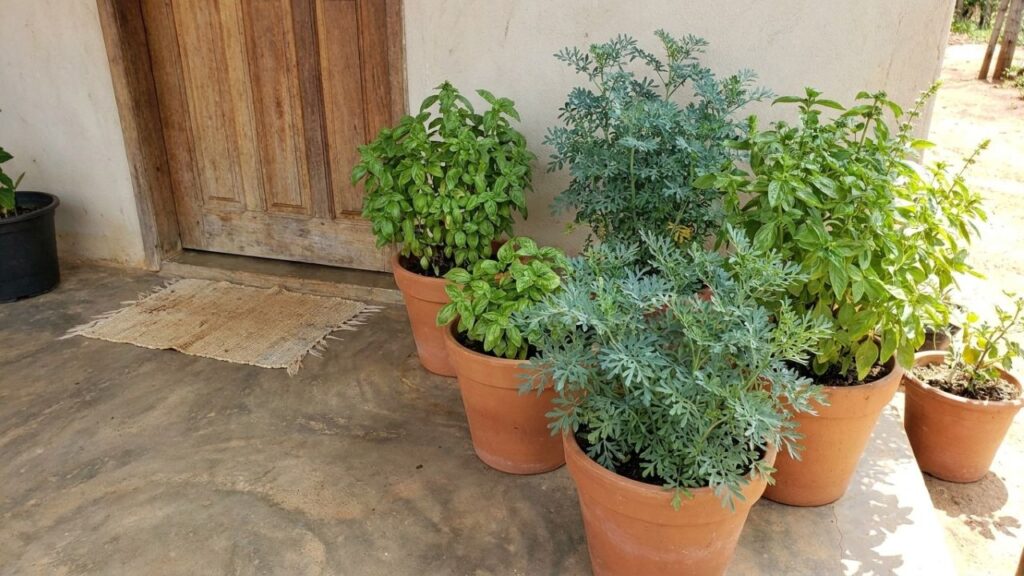As 4 plantas mais úteis para deixar o quintal menos atraente para cobras