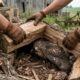 Movimento em pilha de lenha leva à descoberta de um pássaro enorme precisando de ajuda