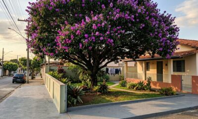 A árvore que não levanta calçada e ainda dá sombra o ano inteiro: opção ideal para plantar no quintal