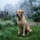 Cão Leal Espera Diariamente Pelo Retorno de Seu Amigo Desaparecido