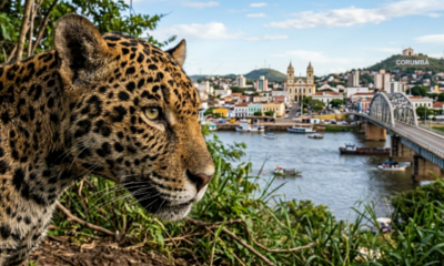 A "Capital do Pantanal" abriga o maior santuário de onças-pintadas do mundo na fronteira com a Bolívia