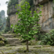 A planta de 3000 a.C. que blindava a memória dos antigos foi redescoberta em 1950 e está se tornando tendência entre os jovens mesmo sendo tão antiga quanto os dinossauros