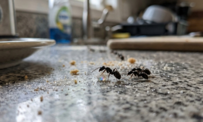 6 melhores formas de impedir a entrada de formigas na sua bancada de cozinha