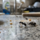 6 melhores formas de impedir a entrada de formigas na sua bancada de cozinha