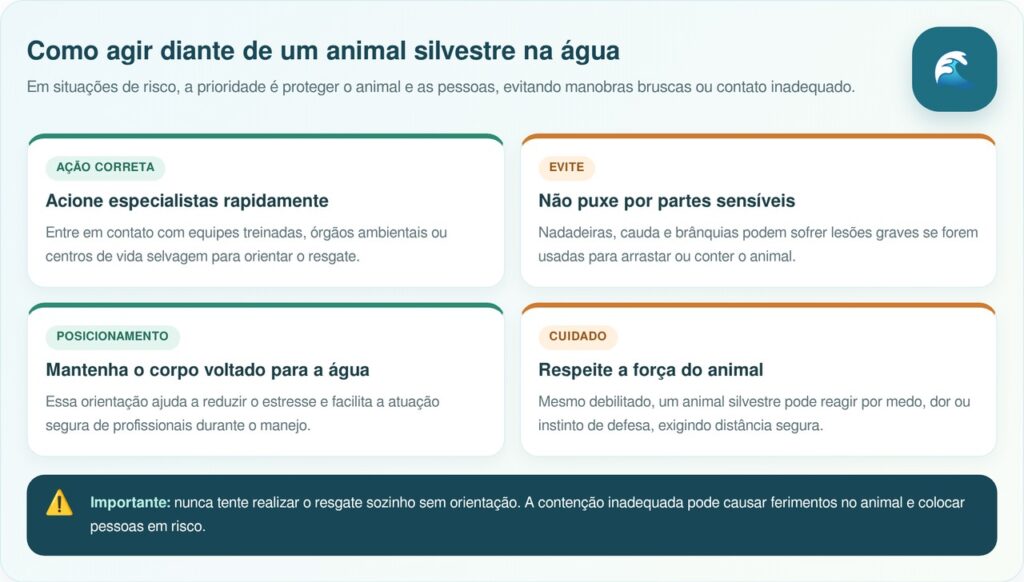 Tubarão branco encalhado surpreende ao ser salvo por grupo de heróis