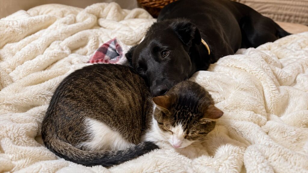 Gato esperou a vida toda por um melhor amigo canino