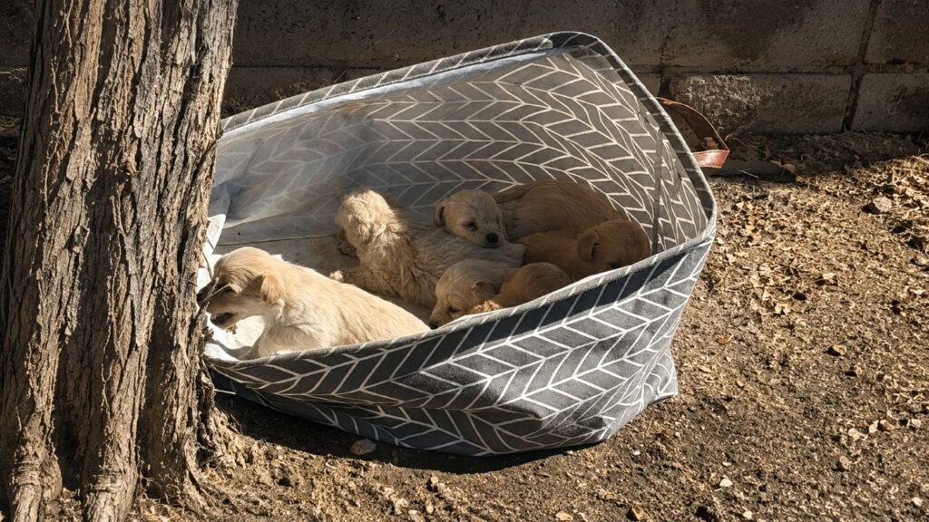 Filhotes abandonados são encontrados em uma cesta e recebem uma nova chance