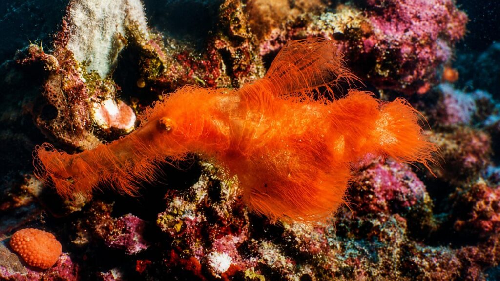 Solenostomus snuffleupagus, o peixe peludo que solucionou um mistério de 20 anos
