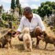 Filhotes abandonados cercam visitante em cemitério em busca de ajuda