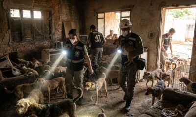 Equipes de resgate usam lanternas e resgatam 47 cães de casa abandonada
