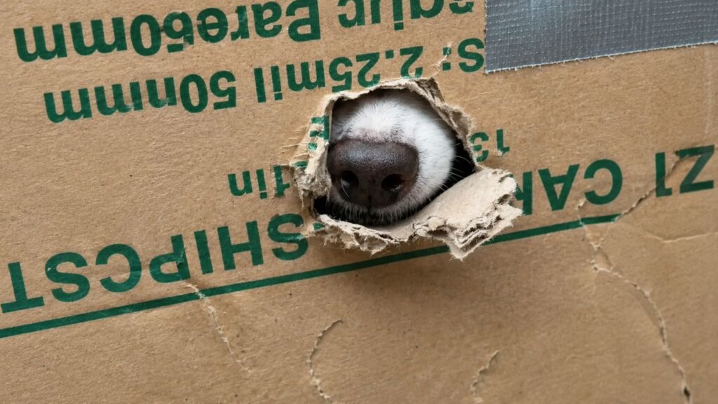 Socorrista vê nariz de cachorro saindo de caixa e age rápido