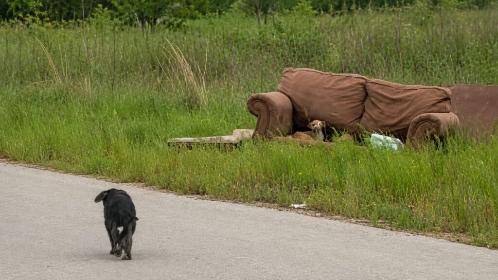 Filhote de Cachorro Para Carro e Guia Socorrista Até Seus Irmãos em Sofá Abandonado