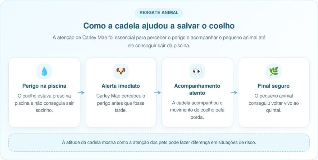 Cachorro Salva Uma Vida E Mulher Descobre Ao Ver Câmera Da Piscina