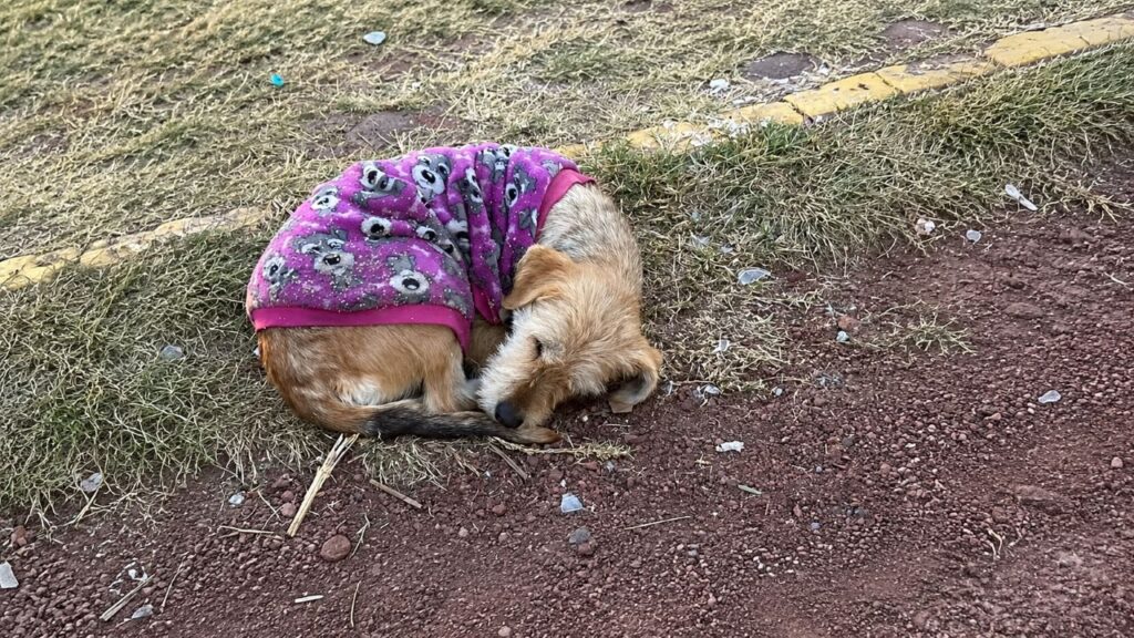 Cachorro abandonado é encontrado enrolado em parque usando suéter roxo