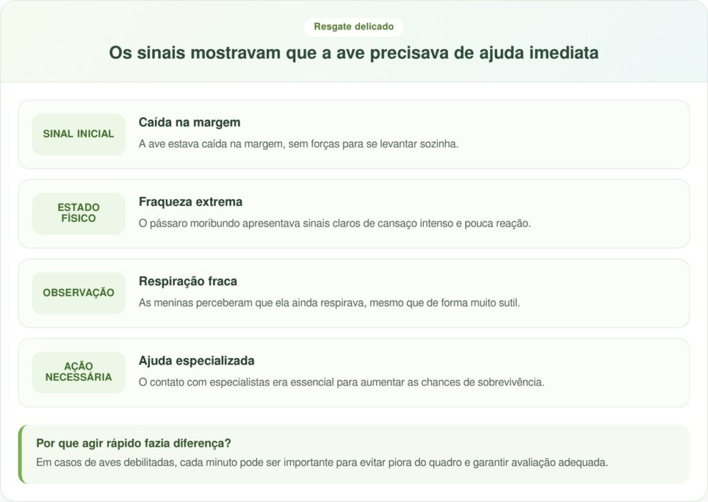 Meninas acham pássaro moribundo na margem do rio e se recusam a abandoná-lo