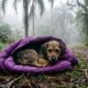 Cachorro abandonado é encontrado enrolado em parque usando suéter roxo