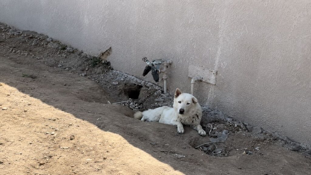 Cão de rua agressivo surpreende socorrista com verdade adorável