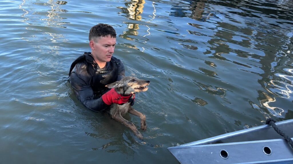 Bombeiros pulam em lago para salvar cachorro e encontram animal surpreendente