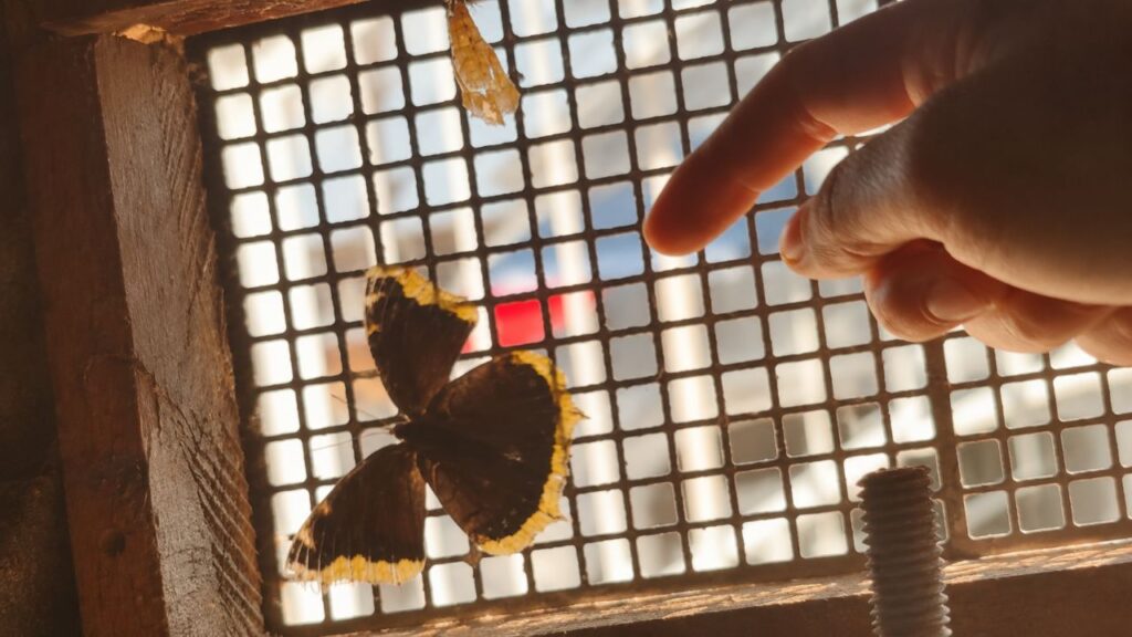Borboleta presa é salva após mulher ouvir som de asas e encontrar abrigo escondido