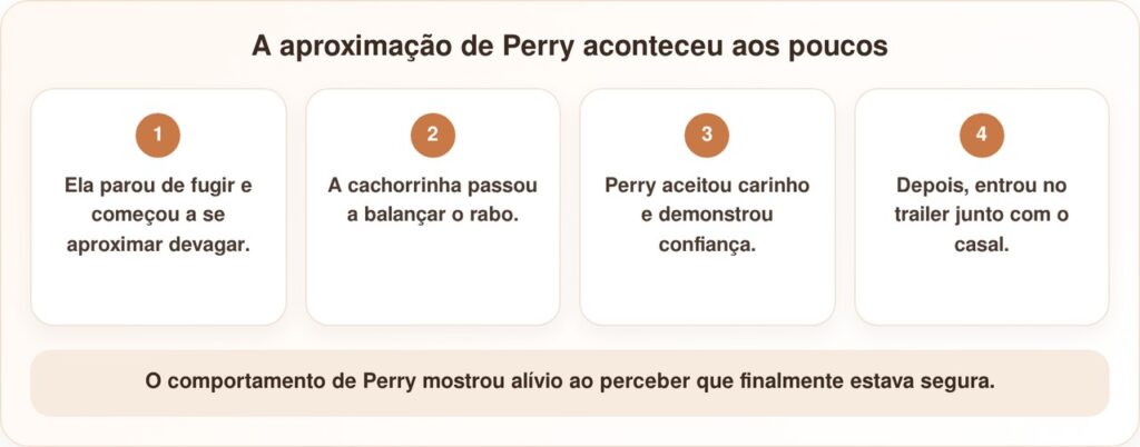 Casal resgata Perry após avistar um rostinho no meio da rodovia