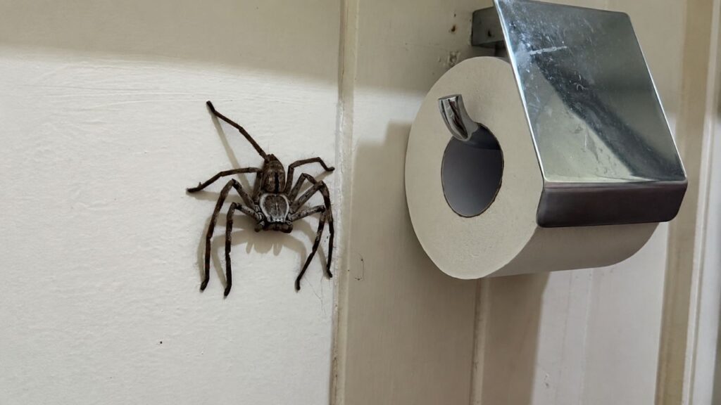 Homem é surpreendido por aranha do tamanho de um rolo de papel higiênico no banheiro