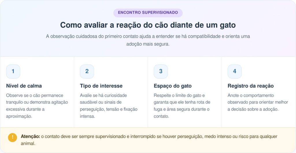 Little Dude trabalha em abrigo de cães idosos como gato avaliador