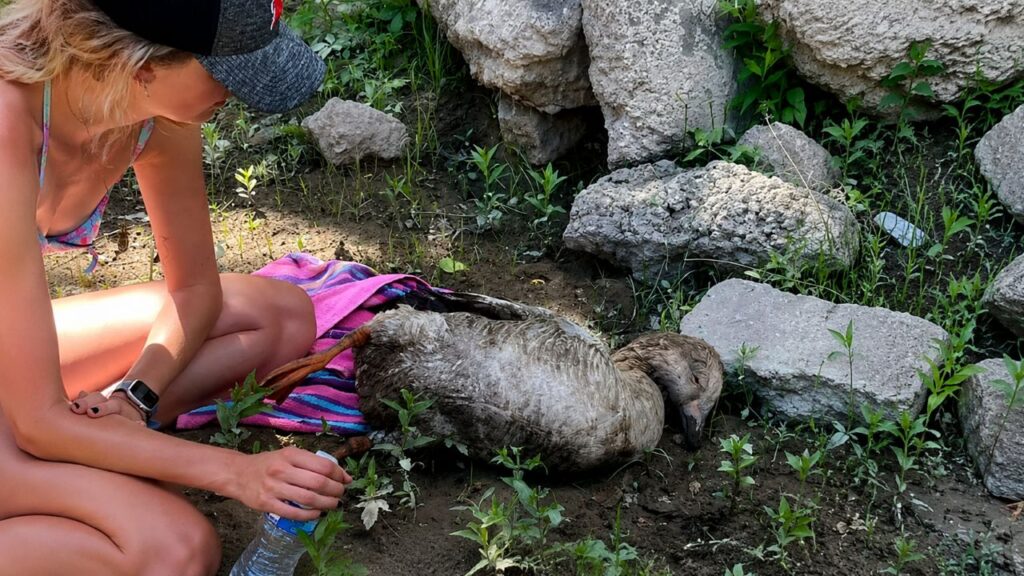 Meninas acham pássaro moribundo na margem do rio e se recusam a abandoná-lo