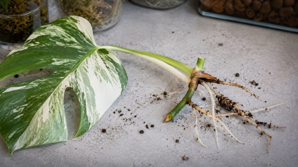 A muda precisa ter nó saudável para gerar uma nova planta viável