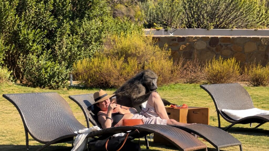 Babuíno gigante pega lanches de casal distraído com celulares em resort