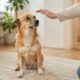 A mão vindo diretamente por cima da cabeça pode assustar cães que não conhecem bem a pessoa